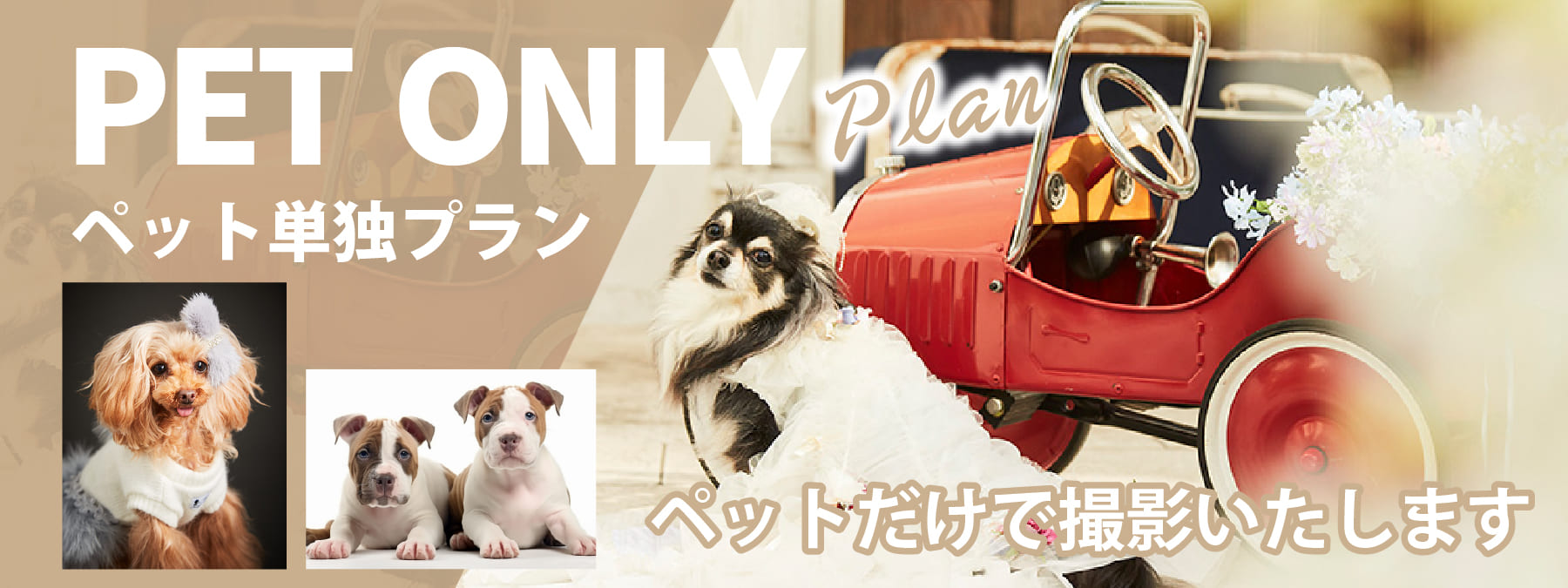 ペット単独プラン